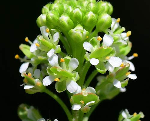 Lepidium_oblongum_flowers.jpg