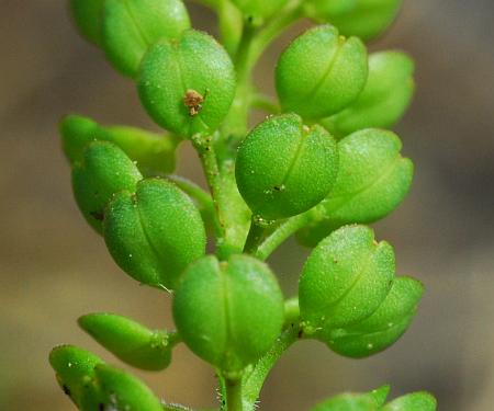 Lepidium_oblongum_fruits.jpg