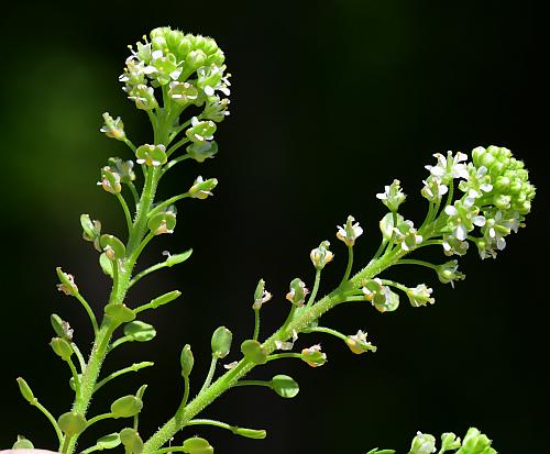 Lepidium_oblongum_inflorescence.jpg