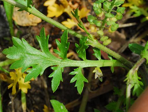 Lepidium_oblongum_leaf1.jpg