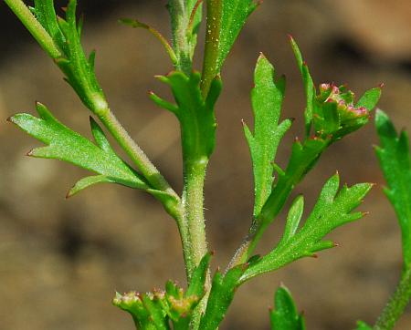 Lepidium_oblongum_stem.jpg