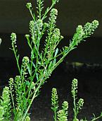 Lepidium oblongum thumbnail