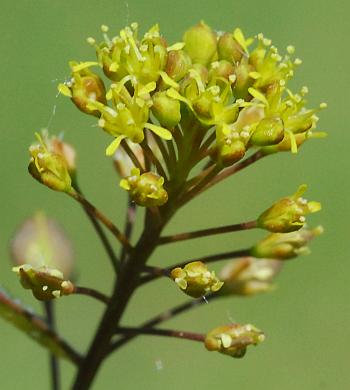 Lepidium_perfoliatum_flowers.jpg