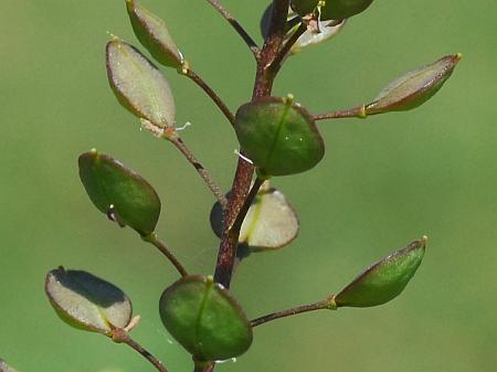 Lepidium_perfoliatum_fruits.jpg