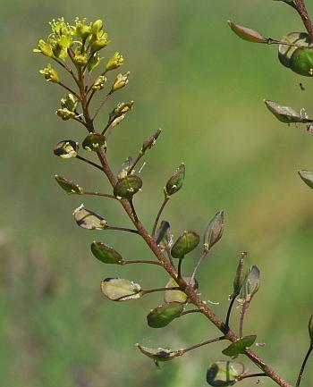 Lepidium_perfoliatum_inflorescence.jpg