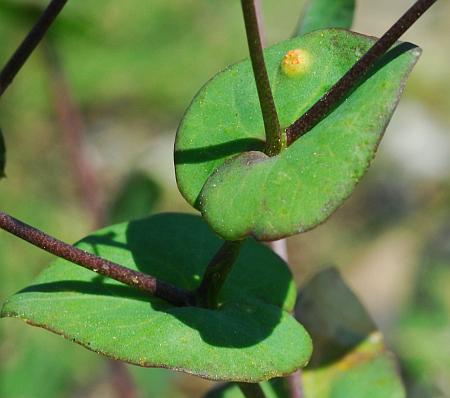 Lepidium_perfoliatum_leaf1.jpg