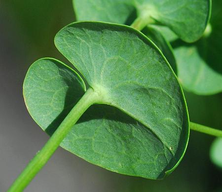 Lepidium_perfoliatum_leaf2.jpg