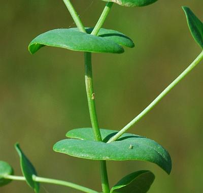 Lepidium_perfoliatum_stem.jpg