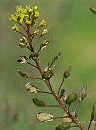 Lepidium perfoliatum thumbnail