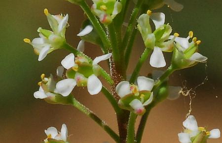 Lepidium_virginicum_flowers.jpg