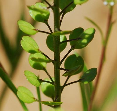 Lepidium_virginicum_fruits.jpg