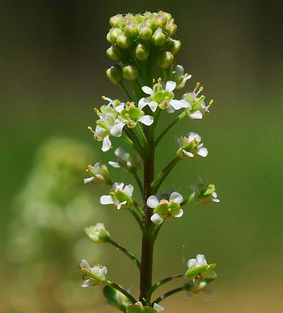 Lepidium_virginicum_inflorescence.jpg