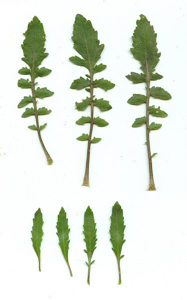 Lepidium_virginicum_leaves.jpg