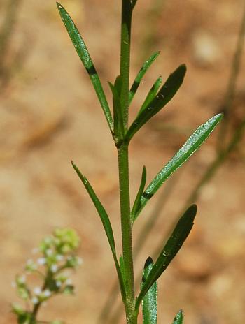 Lepidium_virginicum_leaves2.jpg