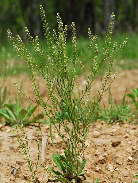 Lepidium_virginicum_plant.jpg