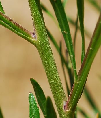 Lepidium_virginicum_stem.jpg