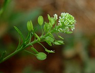 Lepidium virginicum thumbnail