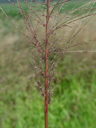 Leptochloa_panicea_inflorescence.jpg