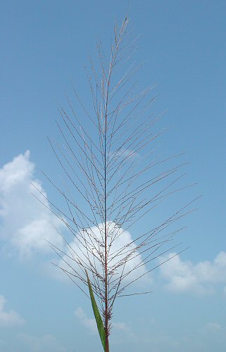 Leptochloa_panicea_inflorescence2.jpg