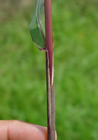 Leptochloa_panicea_leaf_base.jpg