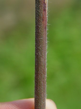 Leptochloa_panicea_leaf_sheath.jpg