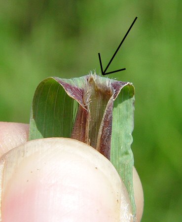 Leptochloa_panicea_ligule.JPG