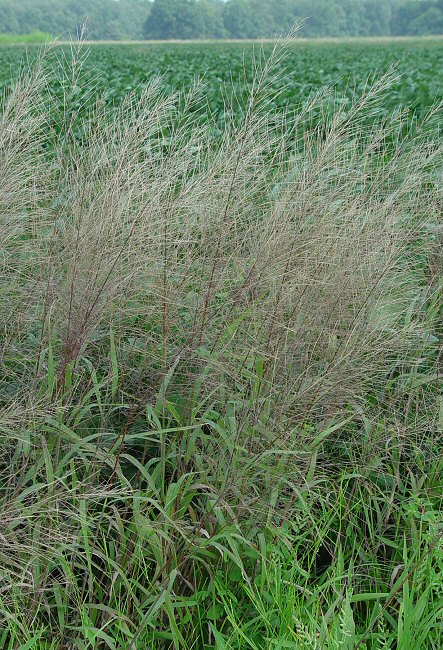 Leptochloa_panicea_plant.jpg