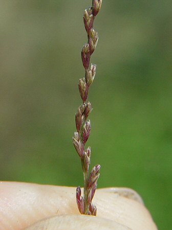 Leptochloa_panicea_spikelets.jpg