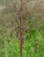 Leptochloa panicea thumbnail