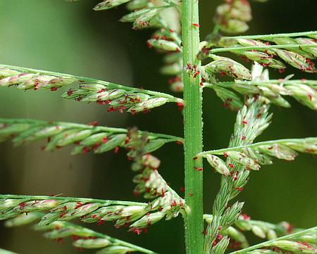 Leptochloa_panicoides_inflorescence.jpg