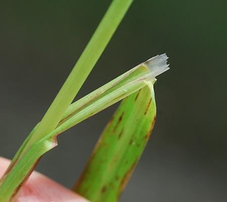 Leptochloa_panicoides_ligule.jpg