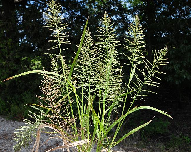 Leptochloa_panicoides_plant.jpg