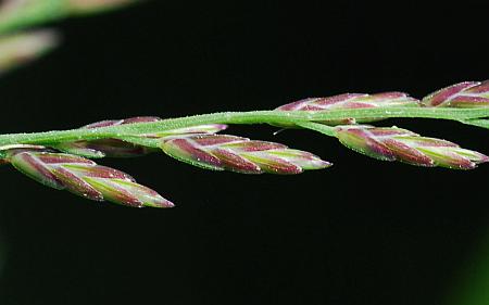 Leptochloa_panicoides_spikelets.jpg