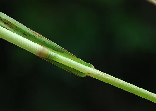 Leptochloa_panicoides_stem.jpg