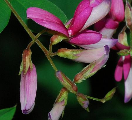 Lespedeza_bicolor_calyces.jpg