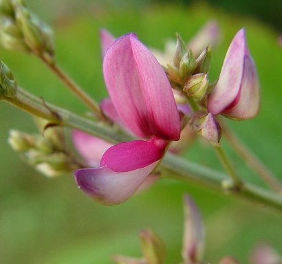 Lespedeza_bicolor_flower.jpg