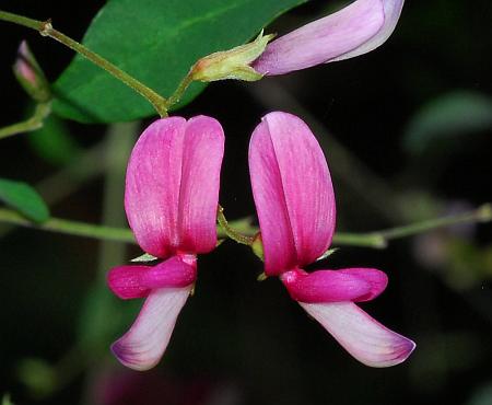 Lespedeza_bicolor_flowers.jpg