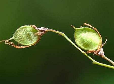 Lespedeza_bicolor_fruits.jpg