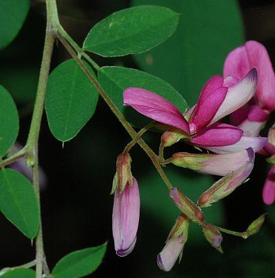 Lespedeza_bicolor_inflorescence.jpg