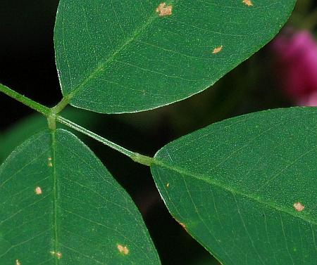 Lespedeza_bicolor_leaf1.jpg