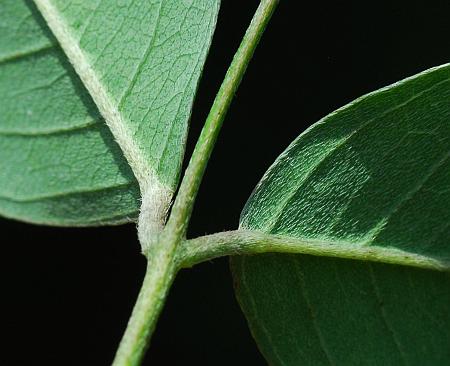 Lespedeza_bicolor_leaf2.jpg