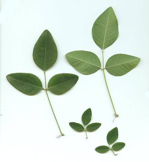 Lespedeza_bicolor_leaves.jpg