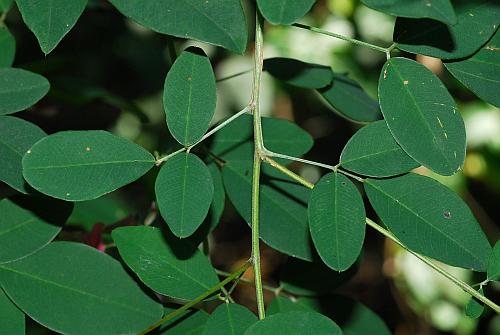 Lespedeza_bicolor_leaves2.jpg