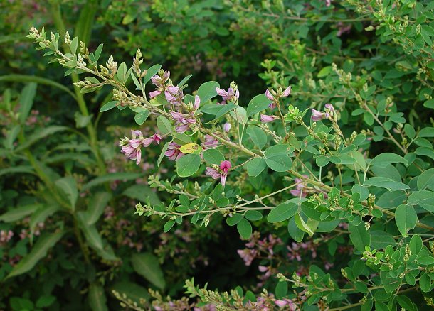 Lespedeza_bicolor_plant.jpg