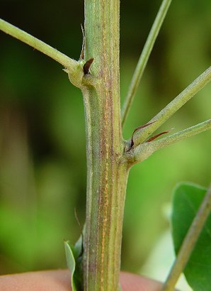 Lespedeza_bicolor_stem.jpg