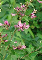 Lespedeza bicolor thumbnail