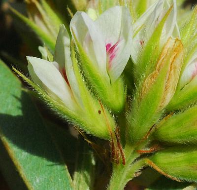 Lespedeza_capitata_calyces.jpg