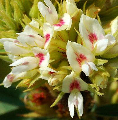 Lespedeza_capitata_flowers.jpg