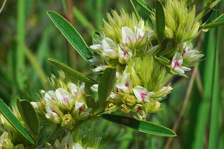 Lespedeza_capitata_inflorescence.jpg