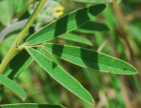 Lespedeza_capitata_leaf1.jpg